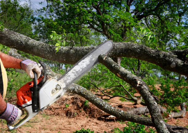 Reliable Brownsville, TX Tree Service Solutions